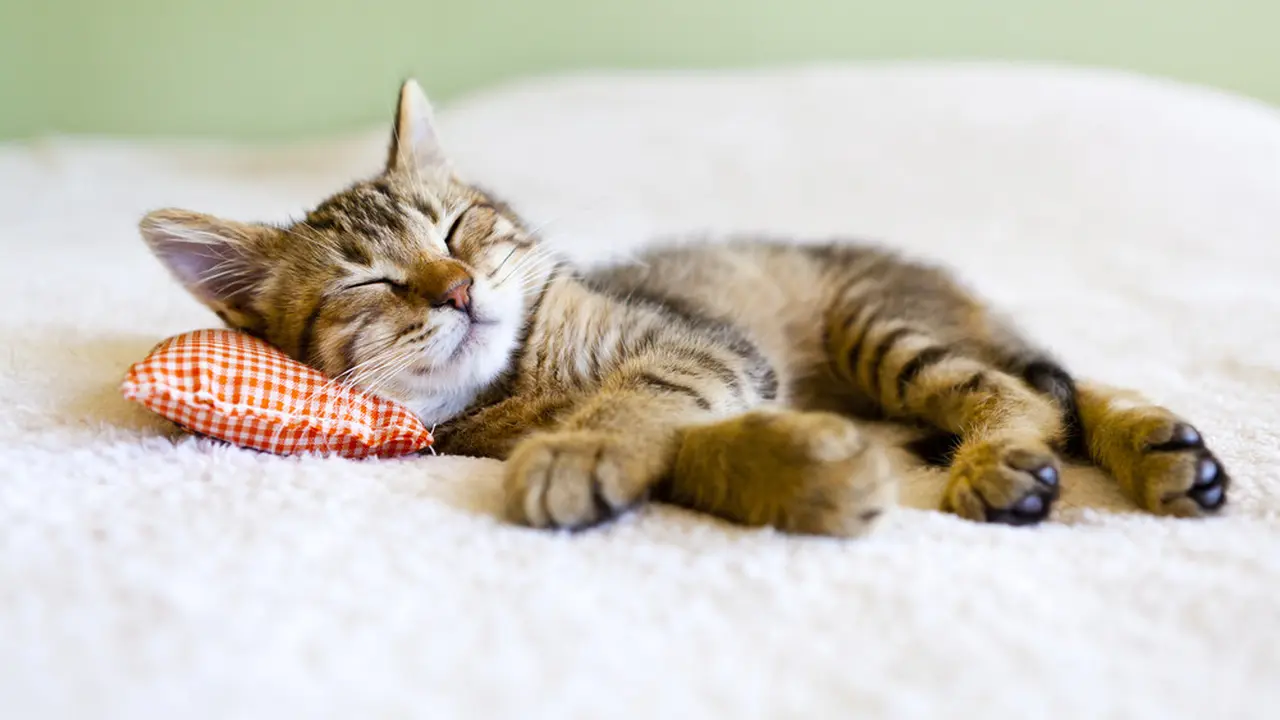Bisa Tidur Hingga 16 Jam Sehari, Ini Fakta Lain Kebiasaan Tidur Kucing