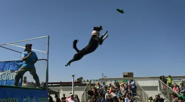 Seekor anjing bernama Athena melompat ke kolam saat mencoba menangkap mainannya dalam kompetisi Splash Dogs di Costa Mesa, California (28/4). Dalam kompetisi ini para anjing harus melewati rintangan dan tantangan. (AFP/Mark Ralston)