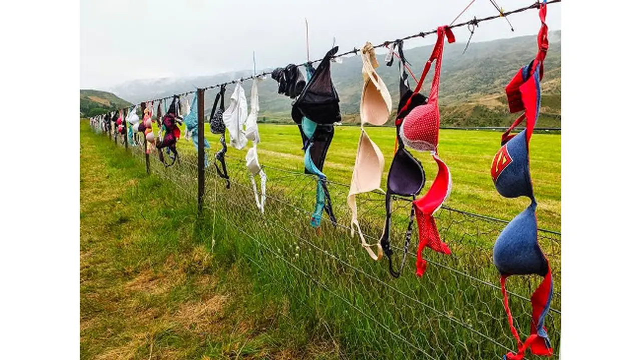Bra Penuhi Badan Pagar Kawat di Selandia Baru