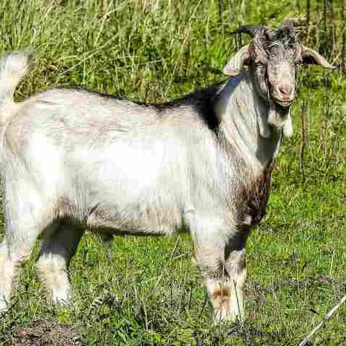 Kambing Boer