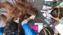 Orang Utan saat diperiksa oleh petugas  di pusat konservasi Kao Pratubchang, Thailand, Kamis (27/8/2015).  Pemeriksaan bertujuan untuk memastikan Orang utan bebas dari penyakit. (REUTERS/Athit Perawongmetha)