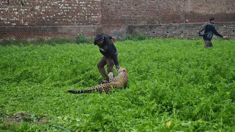 Macan Tutul Serang Warga Desa di India