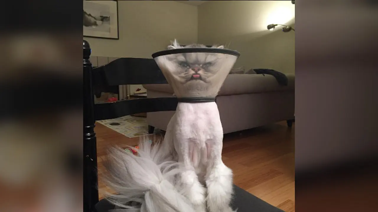 Si Kucing Pemarah yang Bakal Jadi Saingan Kucing Penggerutu