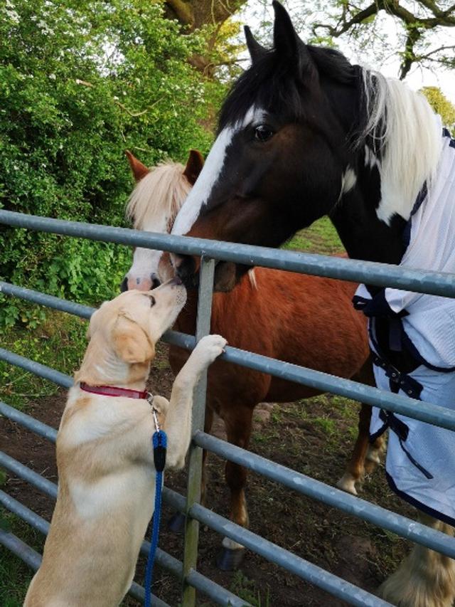 7 Potret Persahabatan Unik Hewan Beda Spesies Ini Bikin Gemas