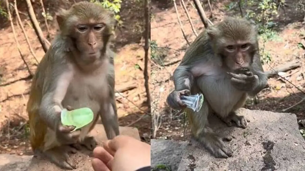 Viral Cara Monyet Buka Jeli dari Kemasannya, Netizen: Merasa Gagal Jadi Manusia