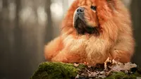 Cute dog breeds that are not for first time owners. (Photo: Łukasz Rawa/Unsplash)