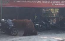 Usai Orang Utan Lepas, Solo Safari Langsung Evaluasi Total Sistem Keamanan