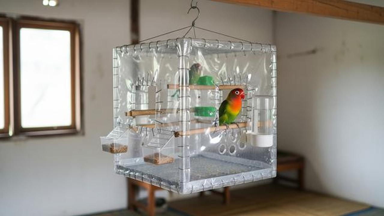 8 Desain Kandang Lovebird dari Botol Bekas, Kreatif dan Hemat Biaya