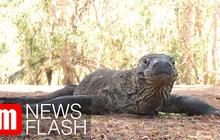 VIDEO: Berlibur ke Pulau Komodo, Obyek Wisata Premium Dengan Tiket Rp14 Juta/Tahun
