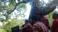 Foto : Kepala Desa Woloklibang, Adonara Barat, Flores Timur, NTT saat berada di atas pohon mencari sinyal (Liputan6.com/Ola Keda)