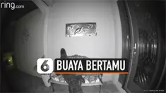 buaya bertamu