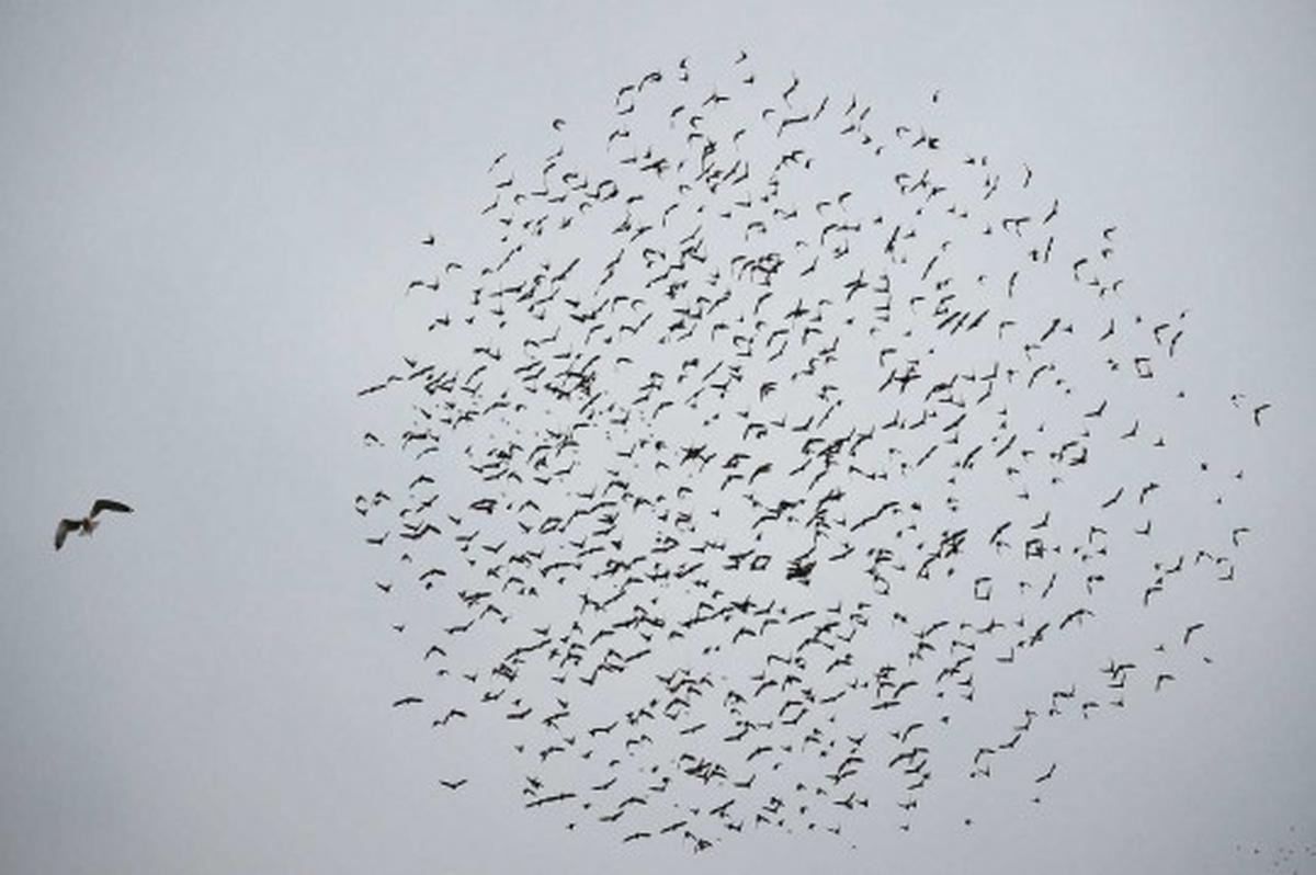 Fenomena jutaan burung jalak bermigrasi lintasi langit Eropa