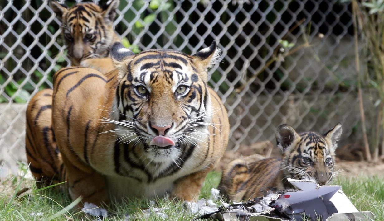 Seekor Harimau Sumatera, Sean bersama bersama dua dari tiga anaknya berada di dalam kandang di Bali Zoo, Gianyar, Sabtu (28/7). Tiga bayi kembar Harimau Sumatera ini merupakan kelahiran pertama Harimau Sumatera di Bali Zoo. (AP/Firdia Lisnawati)