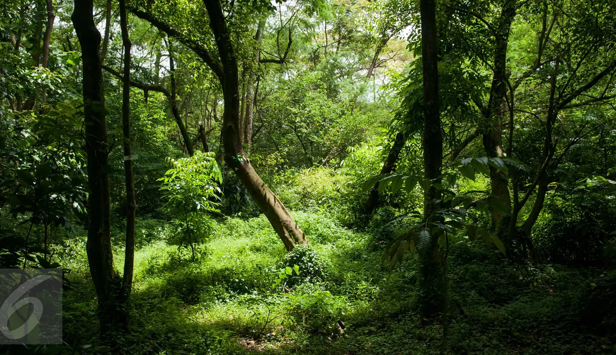 Suasana Hutan Kota Srengseng, Jakarta, Rabu (29/3). Pemprov DKI Siapkan Rp 1,5 Miliar untuk Benahi 4 Hutan Kota, adapun sarana pendukung yang akan dibangun diantaranya, pagar, pos jaga, dan jogging track. (Liputan6.com/Gempur M Surya)