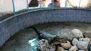 Seorang anak Palestina melihat buaya di sebuah kebun binatang, Rafah, Jalur Gaza, Selasa (3/1). Jumlah binatang di taman ini hanya tinggal sedikit karena banyak yang mati kelaparan. (REUTERS / Ibraheem Abu Mustafa)