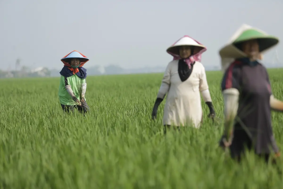 Petani
