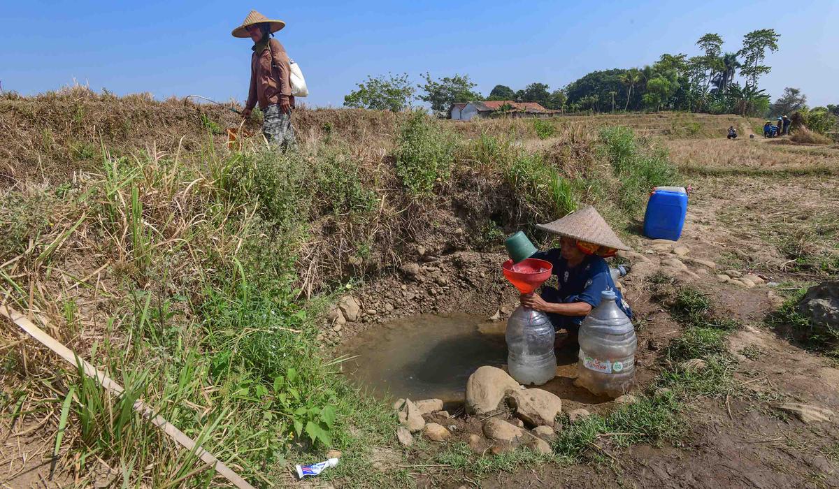 Warga Bertahan dari Kubangan Bekas Sawah di Tengah Kekeringan