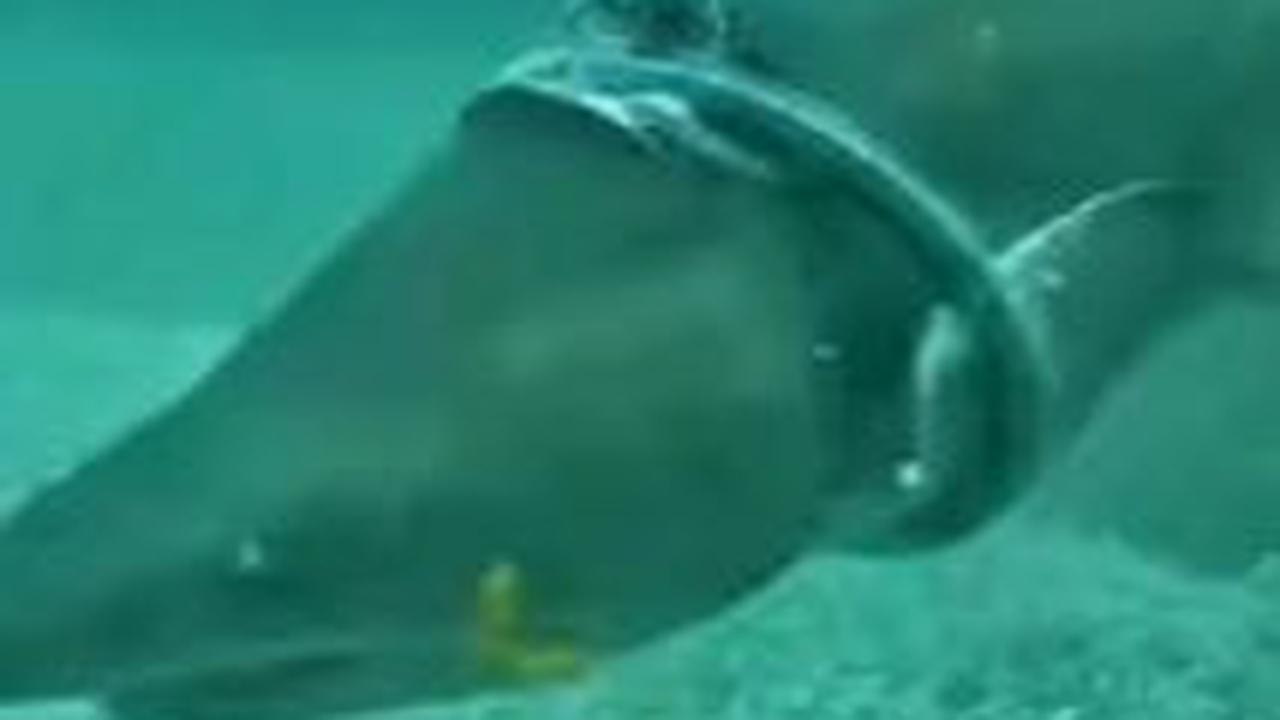 Mengutip kantor berita Australia 7News, salah satu pemilik Forster Dive Center, Amelie Chipeaux, mengatakan dia sedang menyelam di Seal Rocks pada bulan lalu ketika dia melihat hiu betina berukuran 1,6 m berenang ke arahnya dengan sesuatu di sekitar tubuh