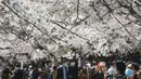 Seorang pengunjung yang memakai masker mencoba mengambil foto bunga sakura di Tokyo, Selasa (23/3/2021). Keadaan darurat virus Covid-19 di Tokyo dan tiga provinsi sekitarnya resmi dicabut pada akhir hari Minggu, 21 Maret 2021. (AP Photo/Koji Sasahara)