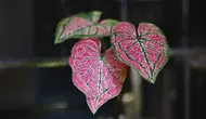 10 Tanaman Hias Tahan Cahaya Minim, Cocok untuk Ruangan Tanpa Jendela Besar