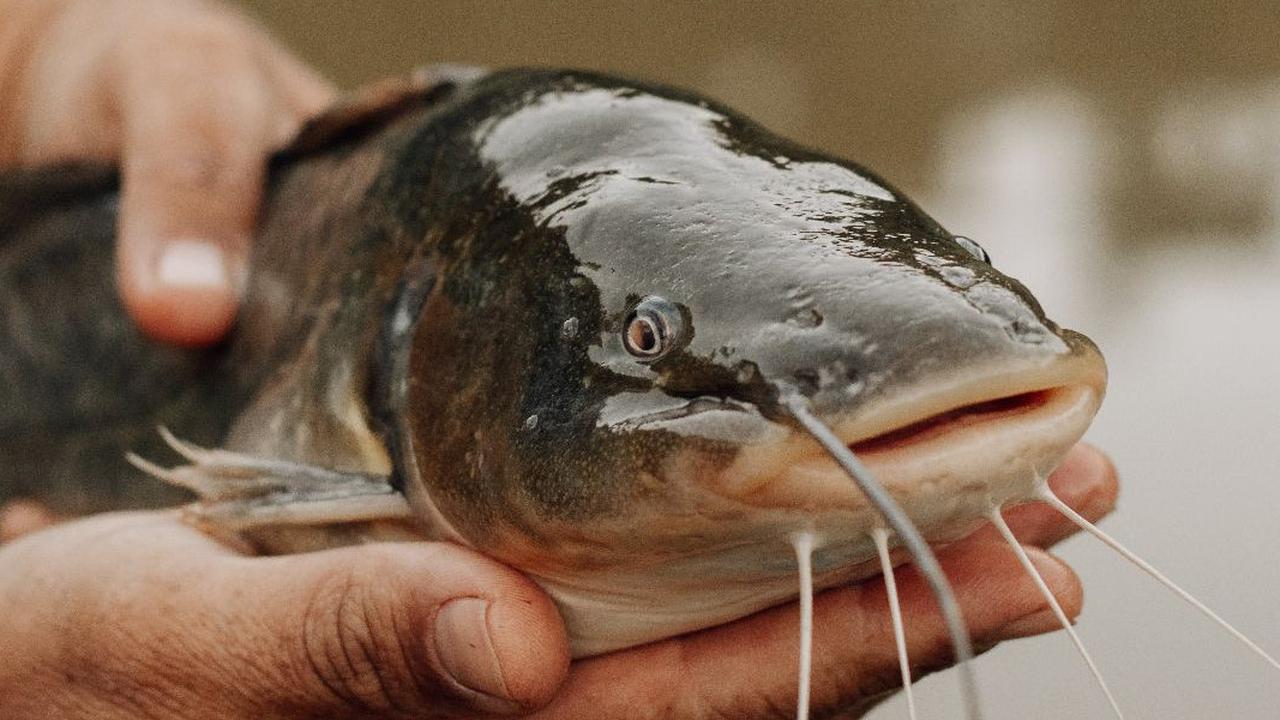 Ikan Berkembang Biak dengan Cara yang Unik dan Beragam, Apa Saja?