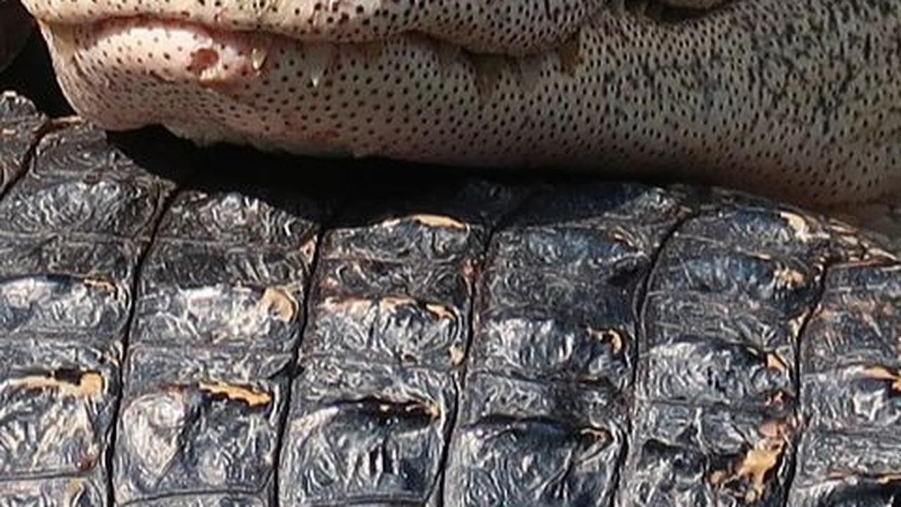 <b>Fakta Lainnya tentang Buaya</b>