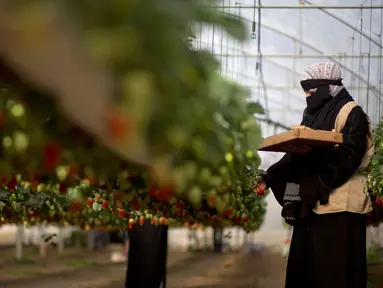 Seorang pekerja wanita Palestina memetik stroberi di sebuah kebun stroberi di kota Beit Lahiya, Jalur Gaza Utara (15/1). Sejumlah pekerja wanita di kebun ini dipekerjakan oleh UNRWA.  (AP Photo/Khalil Hamra)