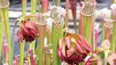 Sarracenia dikenal dengan julukan sebagai tanaman ‘kendi’ atau kendi terompet dari Amerika Utara. Untuk merayu mangsa agar masuk dalam ‘kendi’, mereka menggunakan bau, nektar dan warna. (www.growcarnivorousplants.com) 