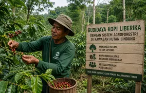 Petani di Kaltim Kembangkan Kopi Berkelanjutan di Kawasan Hutan Lindung