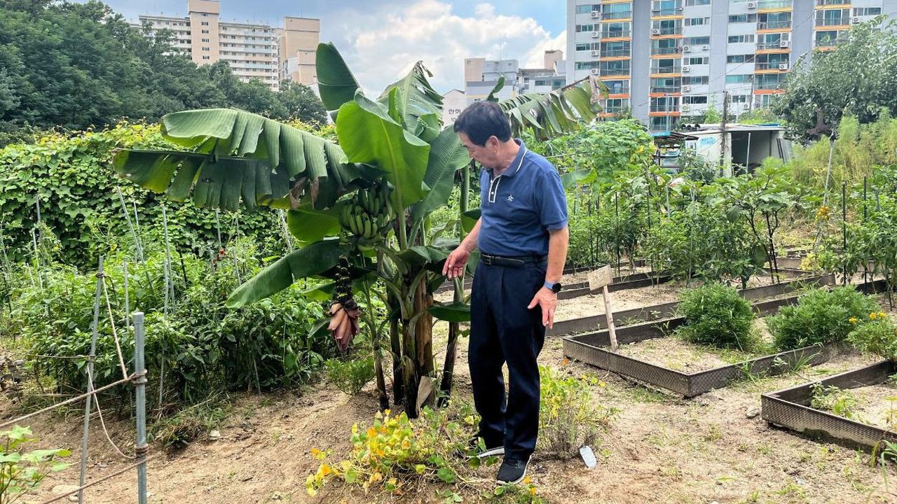 Setelah bertahun-tahun melakukan eksperimen, petani Korea Selatan Ma Myung-sun akhirnya mulai memetik hasil dari pohon pisang yang ditanamnya.<br>