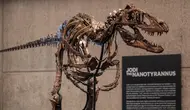 Kerangka Dinosaurus Langka Terjual Rp 859 Miliar