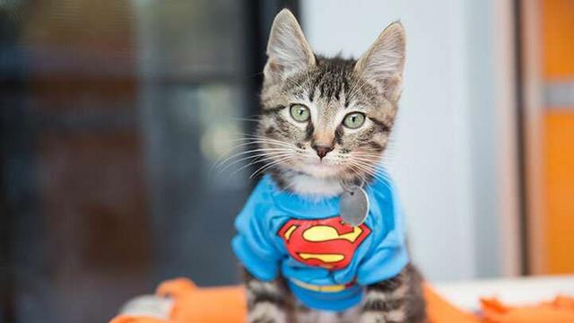 Potret Lucu Saat Kucing Berkostum Superhero Ini Bikin Gemes