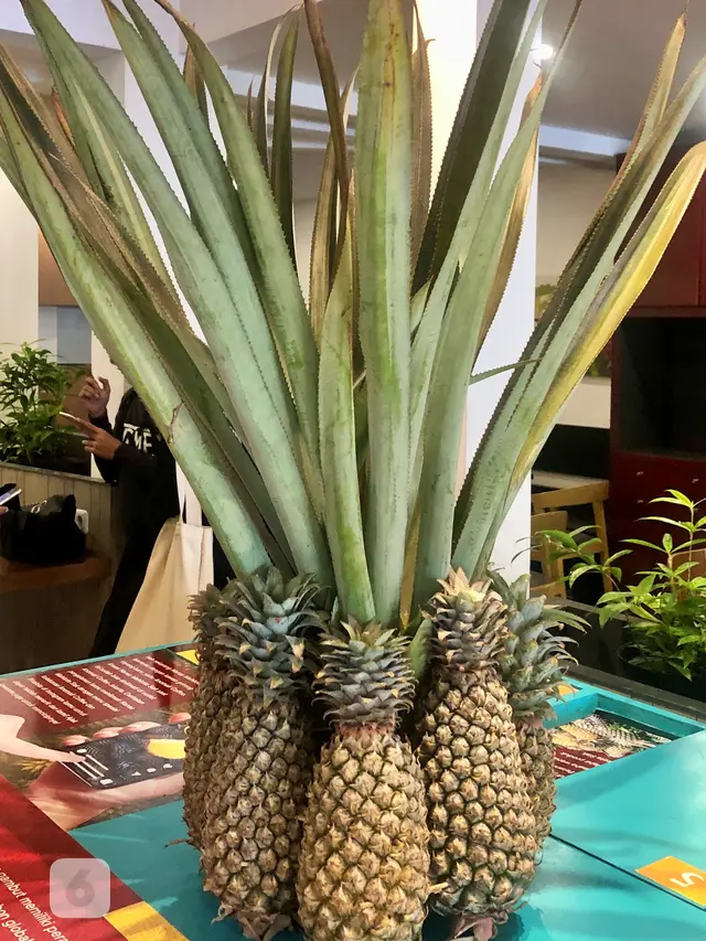 Nanas Mahkota Siak