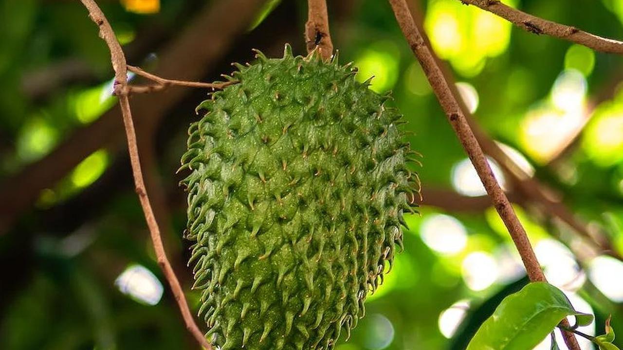 Apakah boleh minum air rebusan daun sirsak setiap hari? Konsumsinya justru harus rutin, setiap hari, selama kurun waktu tertentu. Atau dijadikan sebagai rutinitas sehat, layaknya konsumsi minuman kesehatan lainnya.