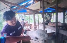 Pemkab Pasaman Barat Gencarkan Pemeriksaan Kesehatan Hewan Kurban Jelang Idul Adha 2026