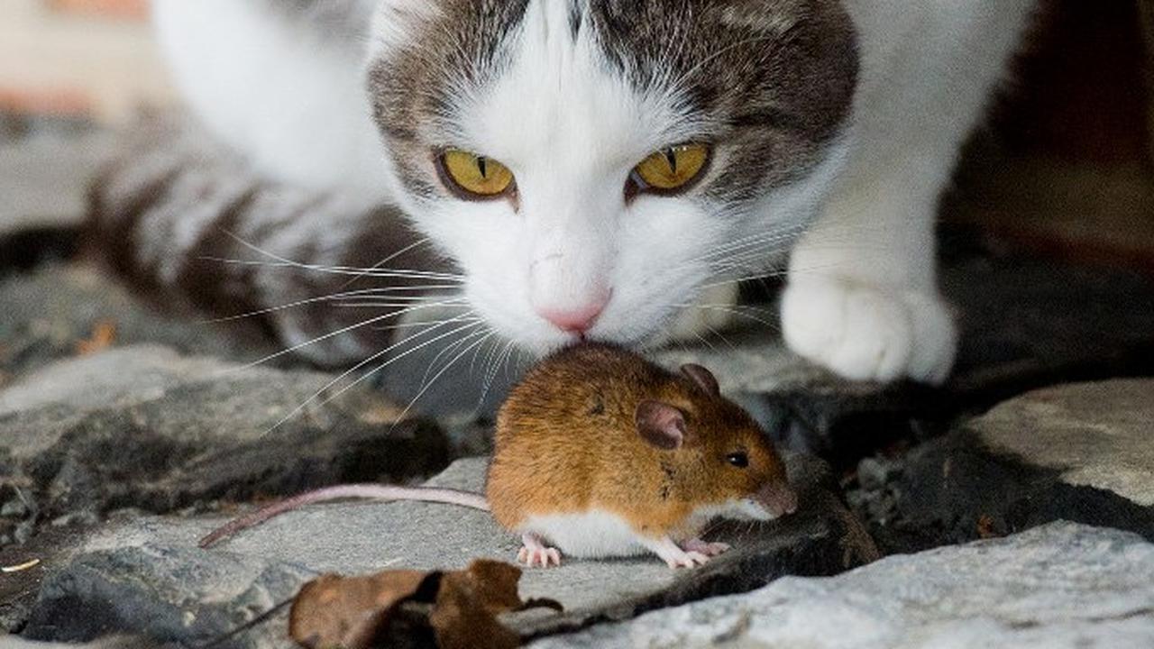 Cara Alami Mengusir Tikus dari Mobil Anda