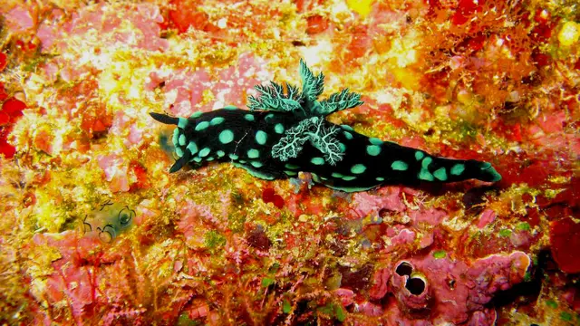 makhluk laut cantik