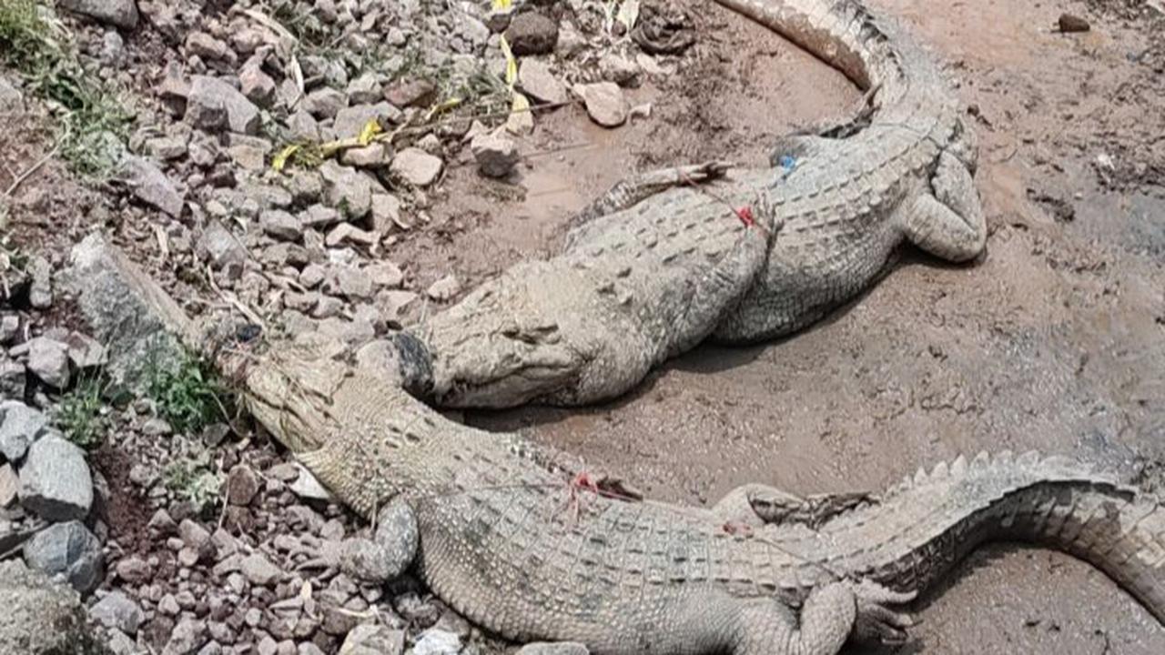 Banyak Buaya Bermunculan ke Darat, Petugas Sebut Musim Kawin dan Bertelur