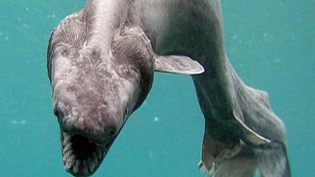 Enam Makhluk Berwajah Menyeramkan Ini Ada di Dasar Laut