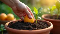 Cara Menanam Biji Mangga agar Cepat Tumbuh dan Berbuah