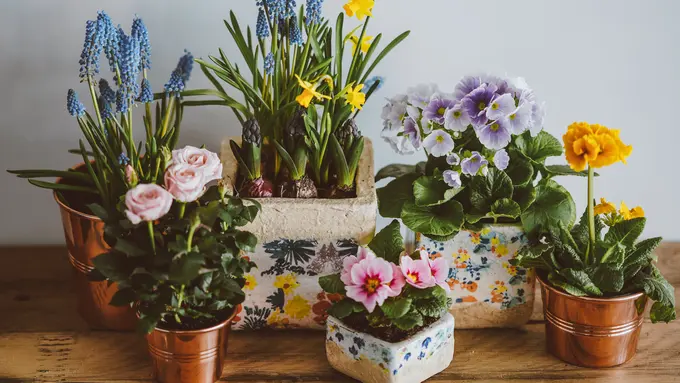 Tanaman indoor pereda stres