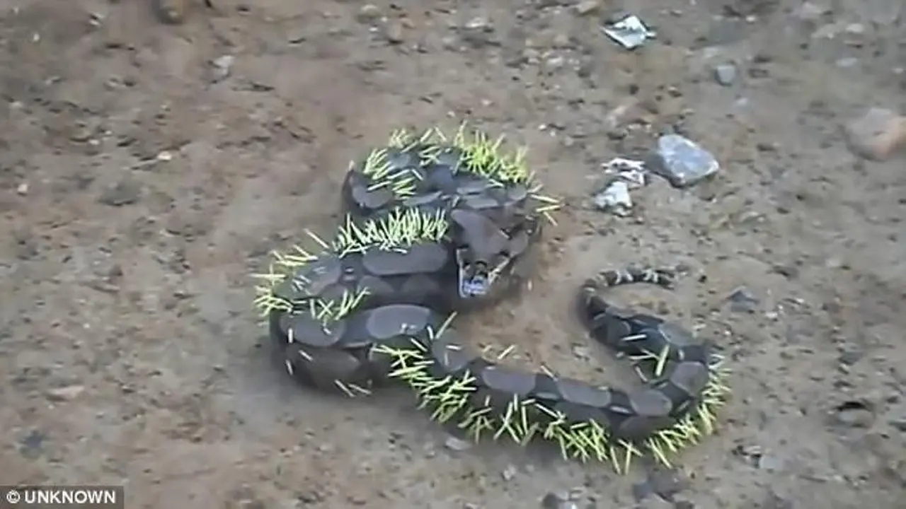 Ular boa yang tertusuk duri landak. (Unknown/Daily Mail)