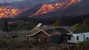 Lava gunung berapi Cumbre Vieja yang meletus mengalir di Pulau Canary La Palma, Spanyol, 28 Oktober 2021. Gunung berapi Cumbre Vieja yang terus meletus mengeluarkan sejumlah besar magma, gas dan abu. (AP Photo/Emilio Morenatti)