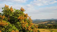 12 Tips Menanam Kelengkeng agar Tidak Menjulang Tinggi dan Cepat Menghasilkan Buah