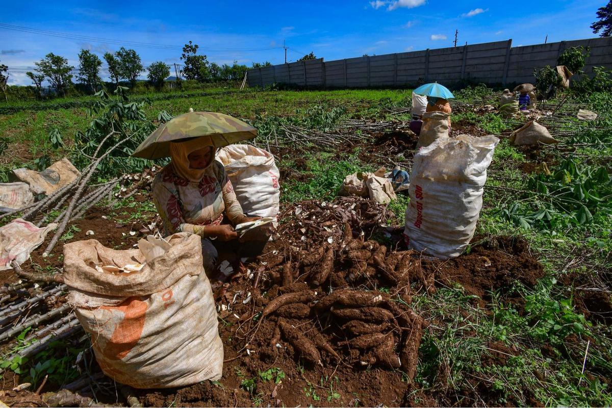 Petani menjerit harga singkong anjlok