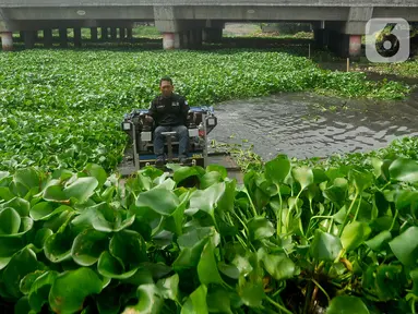 Petugas Dinas PUPR Kota Depok dengan menggunakan alat truxor membersihkan gulma eceng gondok di Situ Pengarengan Depok, Jawa Barat, Selasa (28/11/2023). (merdeka.com/Arie Basuki)