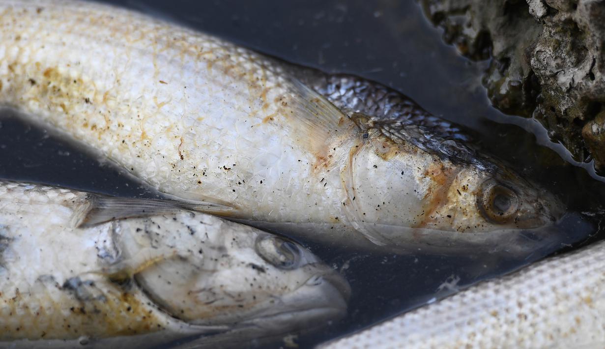 FOTO Gelombang Panas Berton ton Ikan Mati  di Prancis 