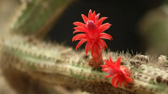 Ilustrasi Bunga Tanaman Ekor Monyet (Cleistocactus colademononis)