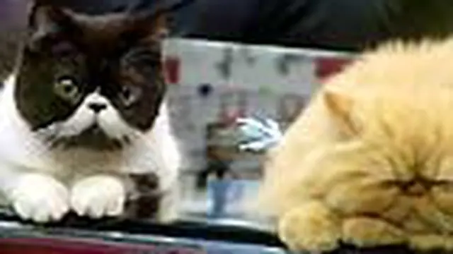 Dialog Peduli Kucing (2)