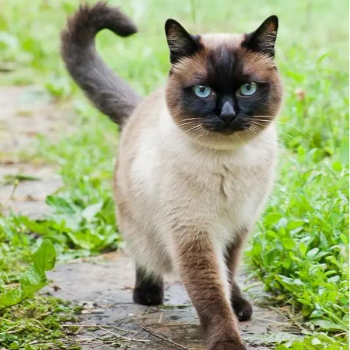 Ilustrasi Warna Kucing Langka